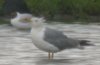 Yellow-legged Gull at Wat Tyler Country Park (Paul Griggs) (17140 bytes)